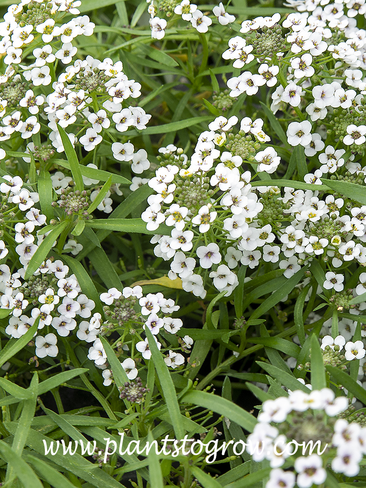 Alyssum Carpet of Snow (Lobularia maritima)